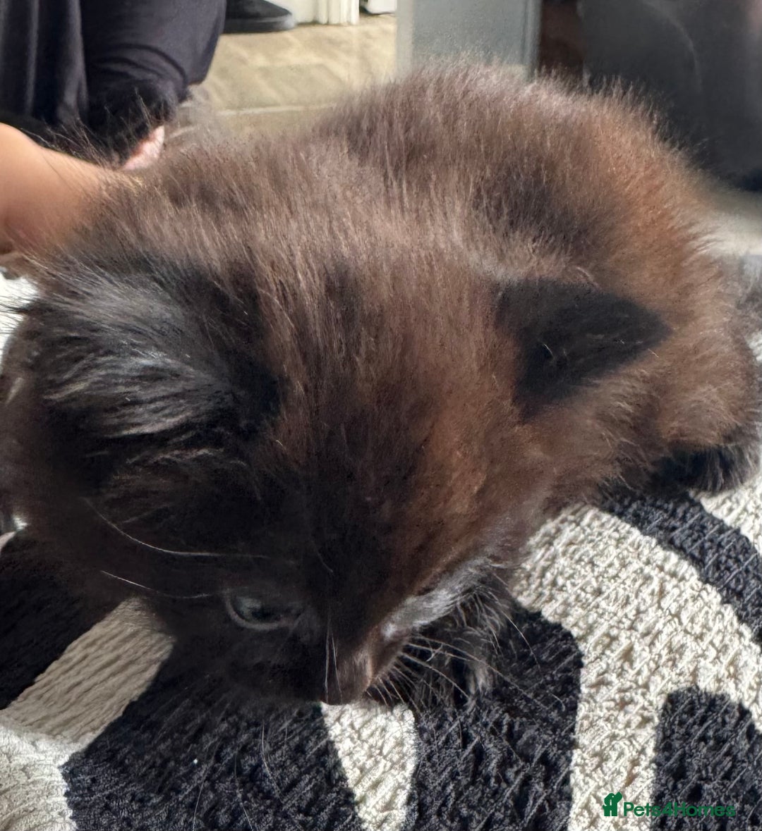 Mixed Breed cats for sale: 4 fluffy part Maine coon kittens  - Image 3