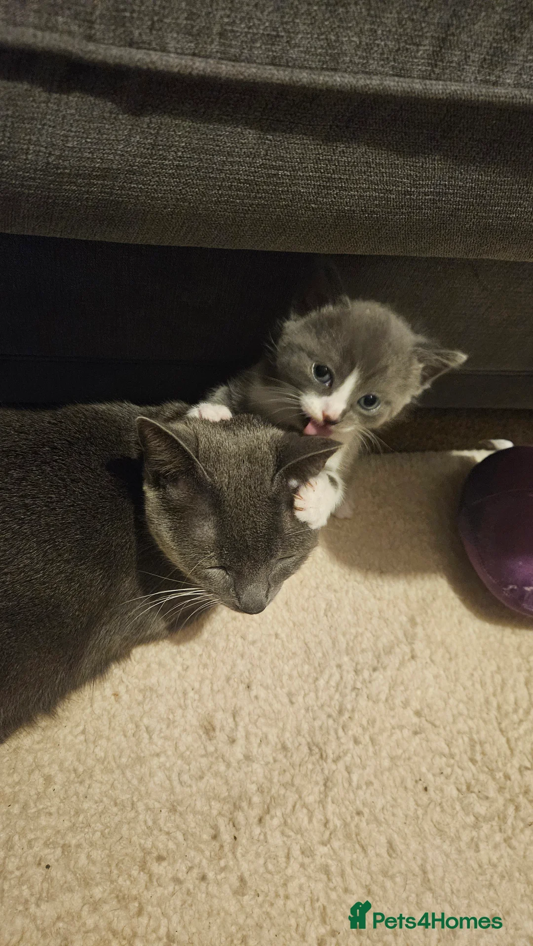 Mixed Breed cats for sale: Grey kittens - Advert 4