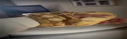 Python Snake reptiles for sale: Ball python and full set up  in Abertillery - Advert 1