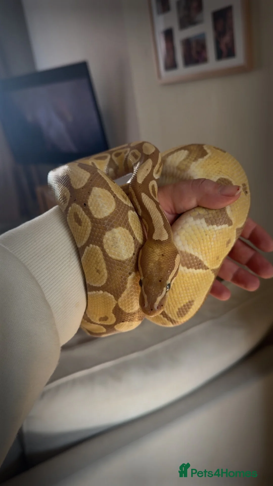 Python Snake reptiles for sale: Ball python and full set up  in Abertillery - Advert 1