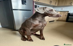 Dobermann dogs for sale: Selling our 2yr old male Doberman  - Advert 7