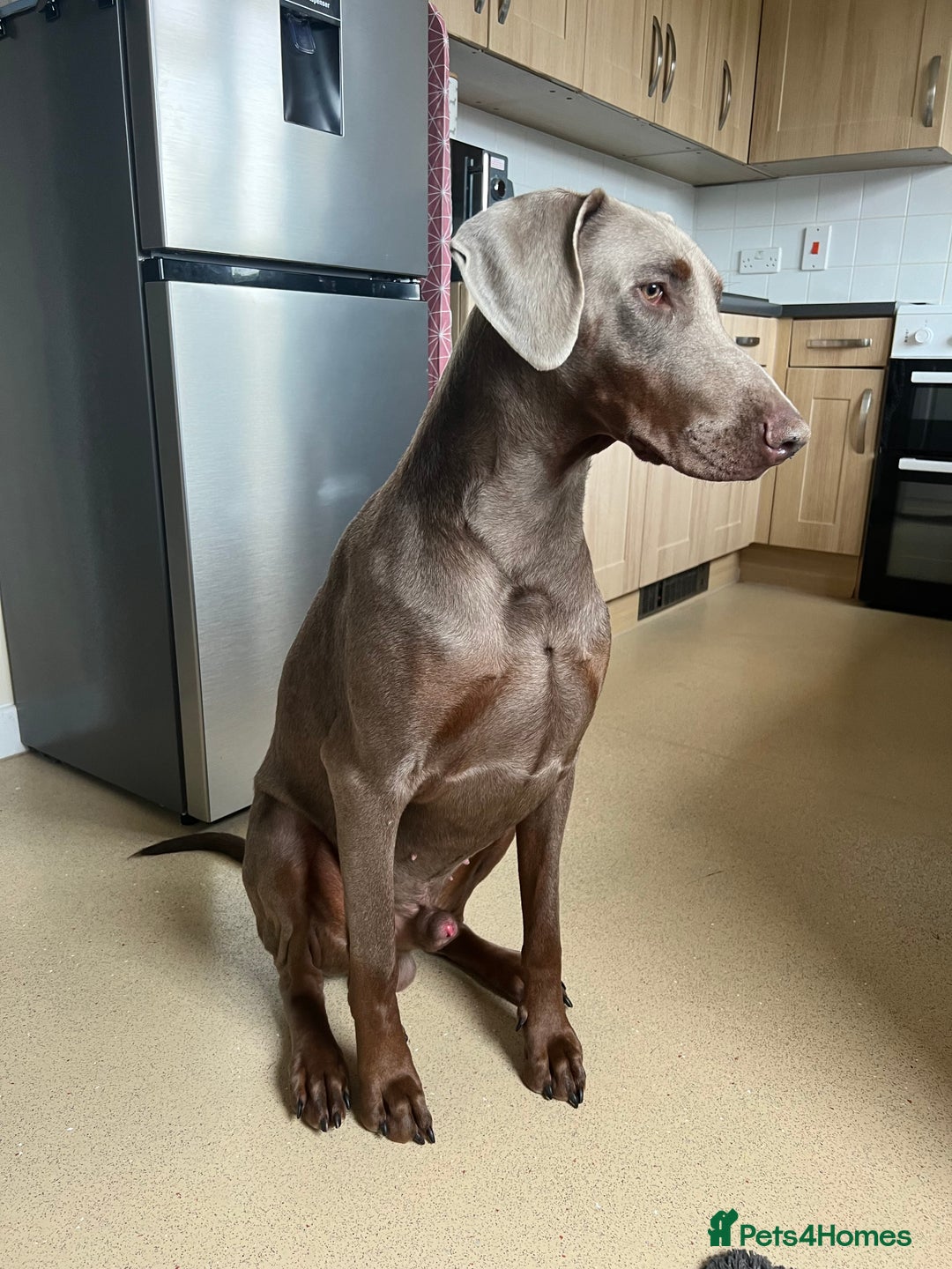 Dobermann dogs for sale: Selling our 2yr old male Doberman  - Advert 7