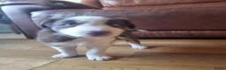 Border Collie dogs for sale: Red and white Tri colour puppies - Advert 6
