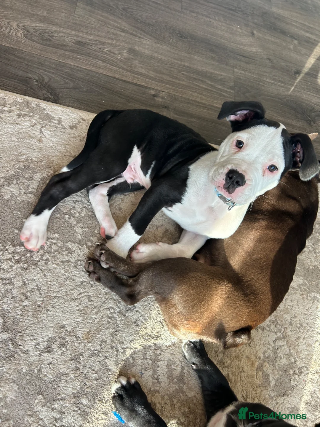 Mixed Breed dogs for sale: 4 month old puppy - Advert 1