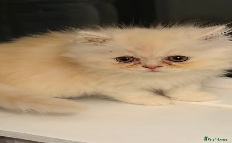 Persian cats Luxury Persian Kittens -  - Advert 4