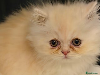 Persian cats Luxury Persian Kittens - - Advert 10