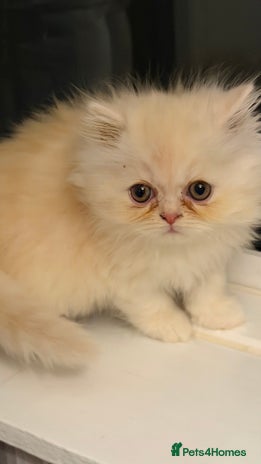 Persian cats Luxury Persian Kittens - - Advert 4