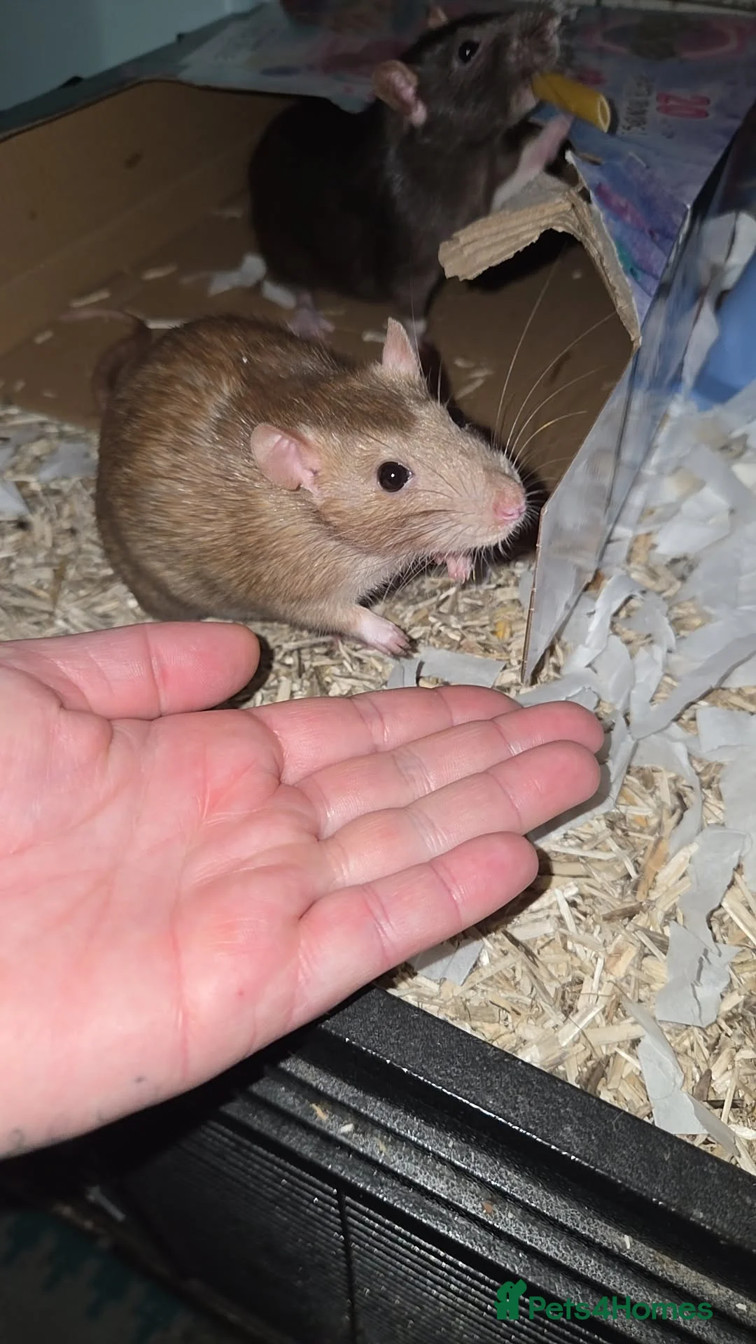 Rat rodents for sale: 5 female rats - Advert 1