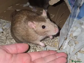 Rat rodents 5 female rats - Advert 3