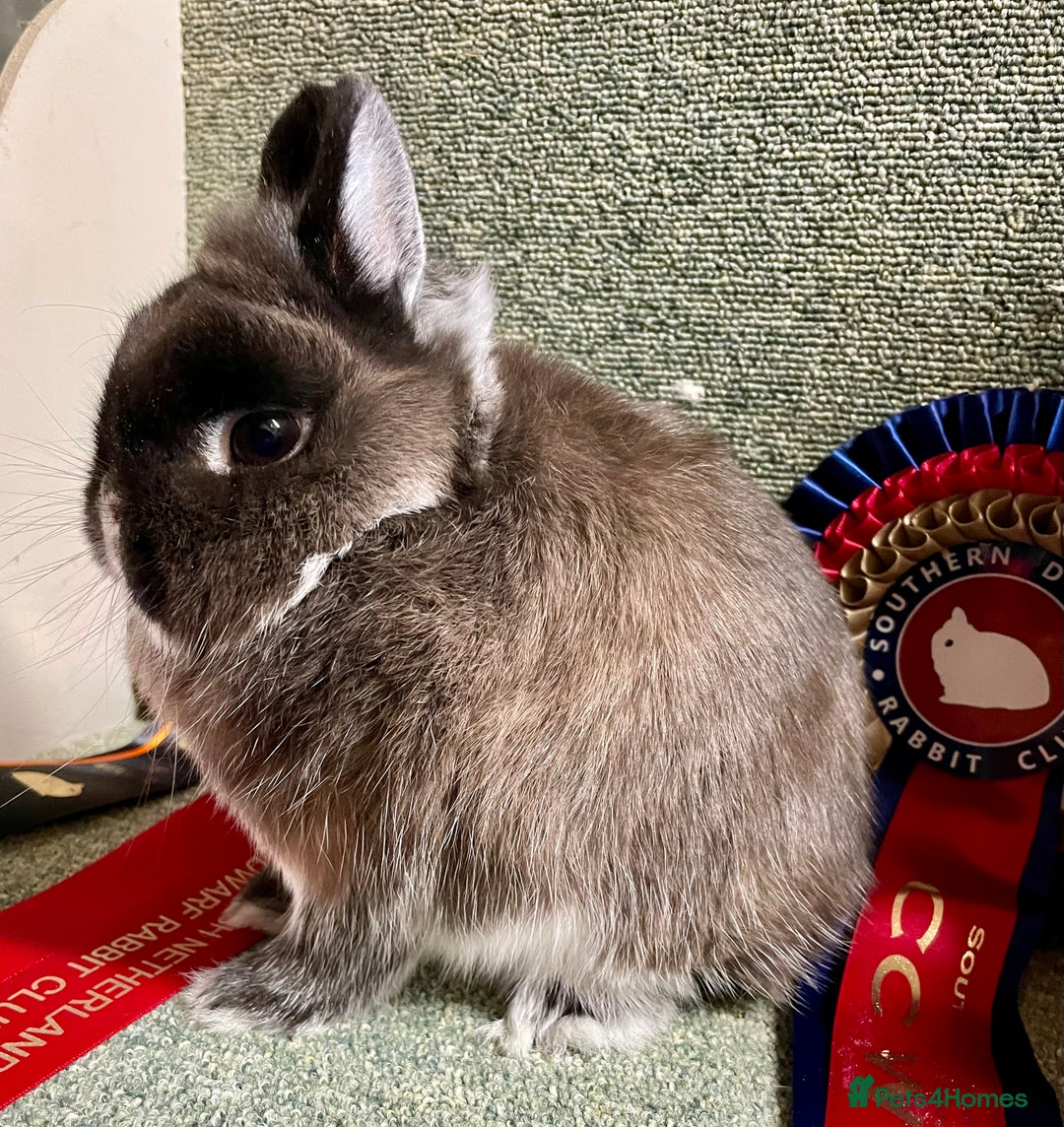 Netherland Dwarf rabbits for sale: Netherland dwarf baby does - Advert 7