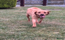 Labrador Retriever dogs for sale: ⭐️ Madi - Looking for new home ⭐  - Image 1