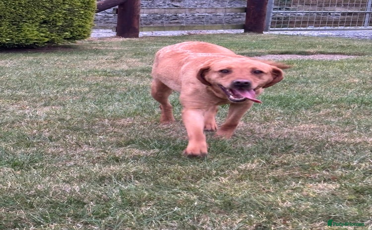 Labrador Retriever dogs - Advert 5