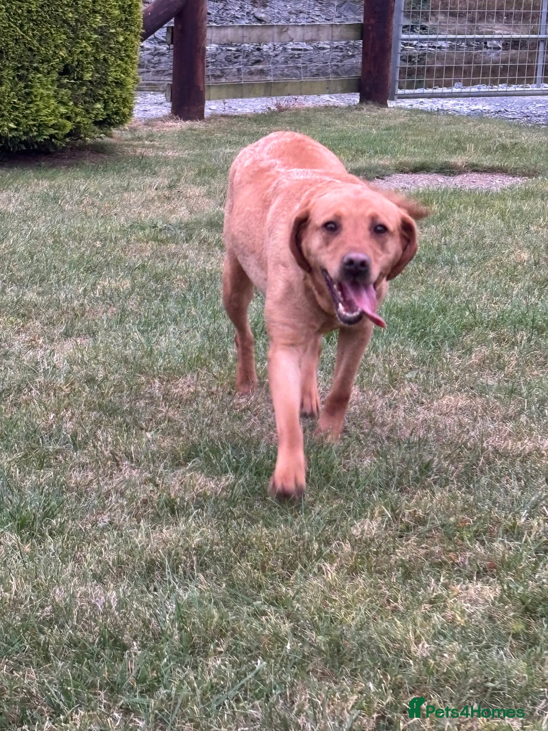 Labrador Retriever dogs for sale: ⭐️ Madi - Looking for new home ⭐  - Image 1