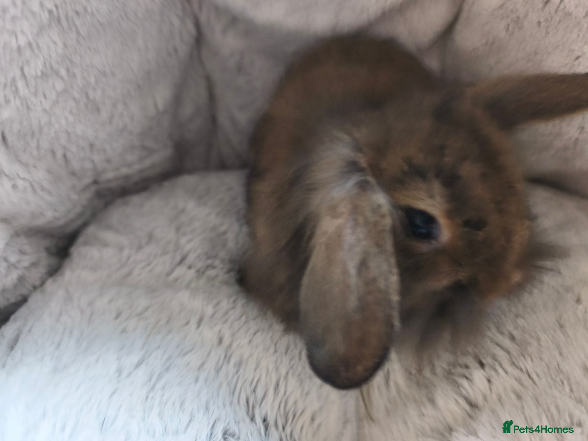 Mini Lop rabbits 2x Adorable Mini Lion Lops 💙💖 - Advert 1