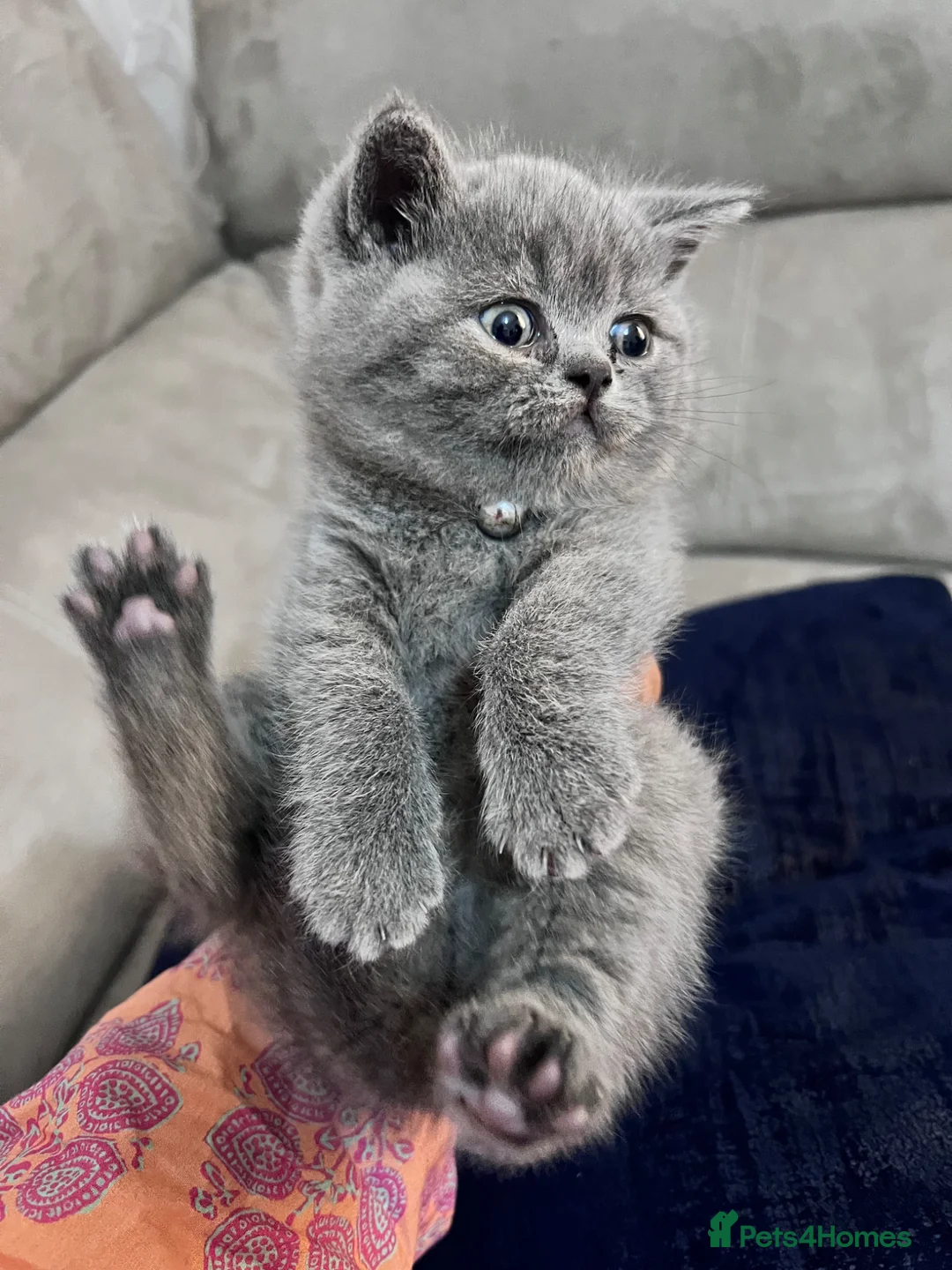 British Shorthair cats for sale: British shorthair 1 blue 1 lilac - Advert 2
