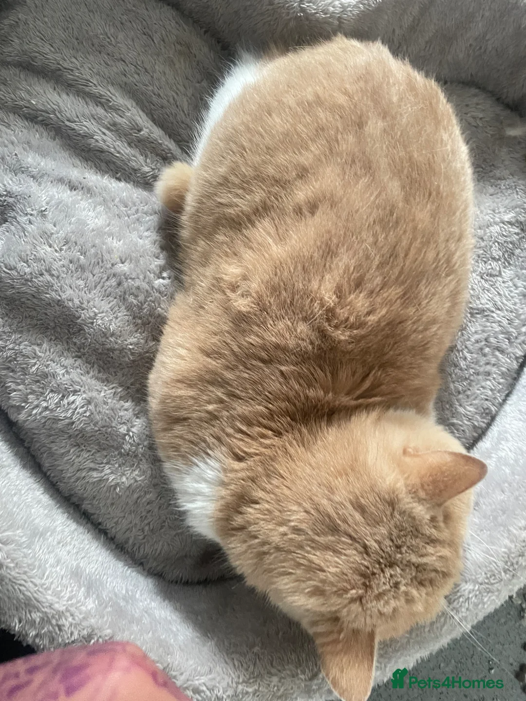 British Shorthair cats for sale: Handsome Ginger & White British Shorthair Male - Advert 2