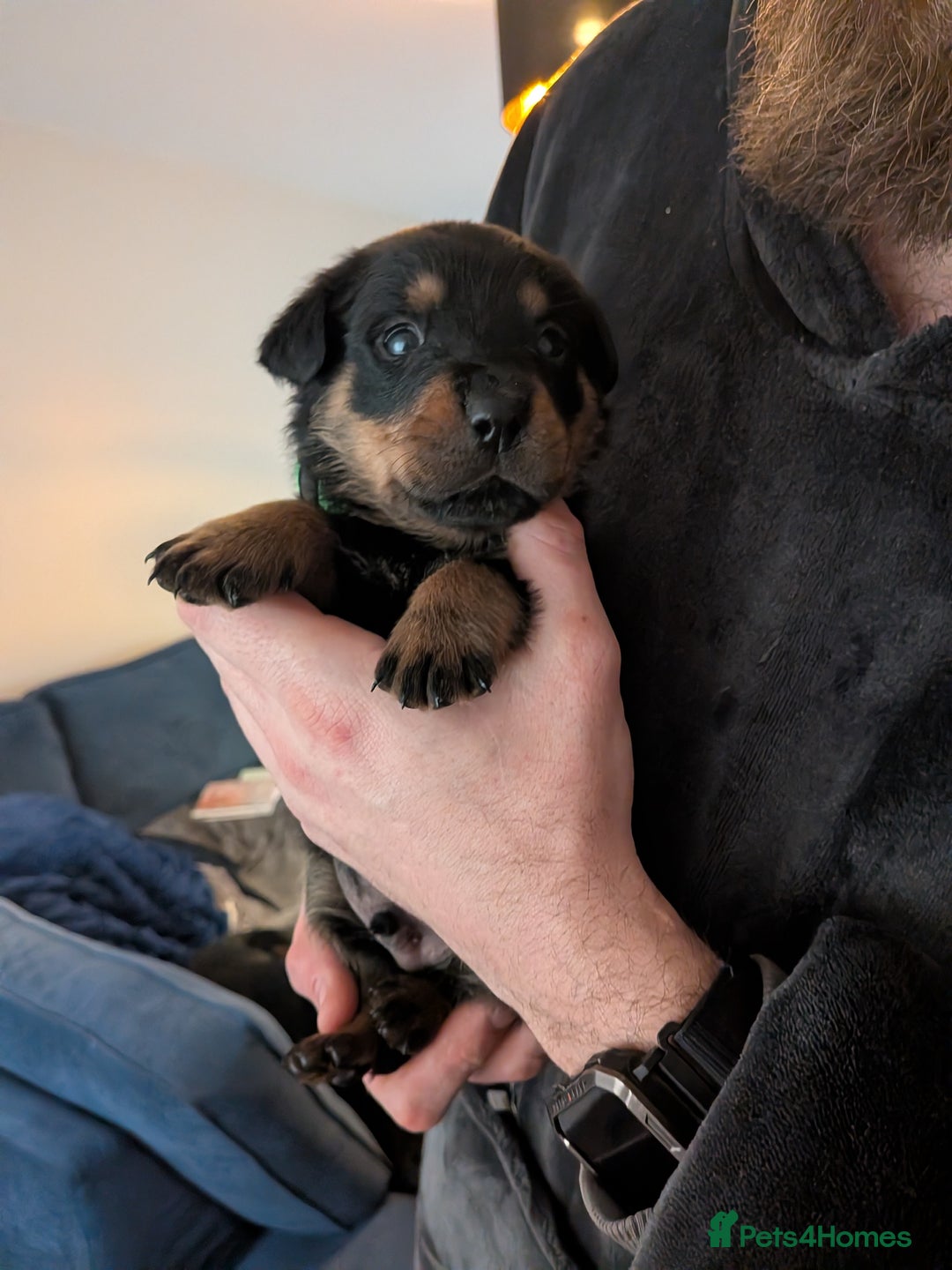 Rottweiler dogs for sale: ⭐ Rottweiler ⭐ - Advert 26