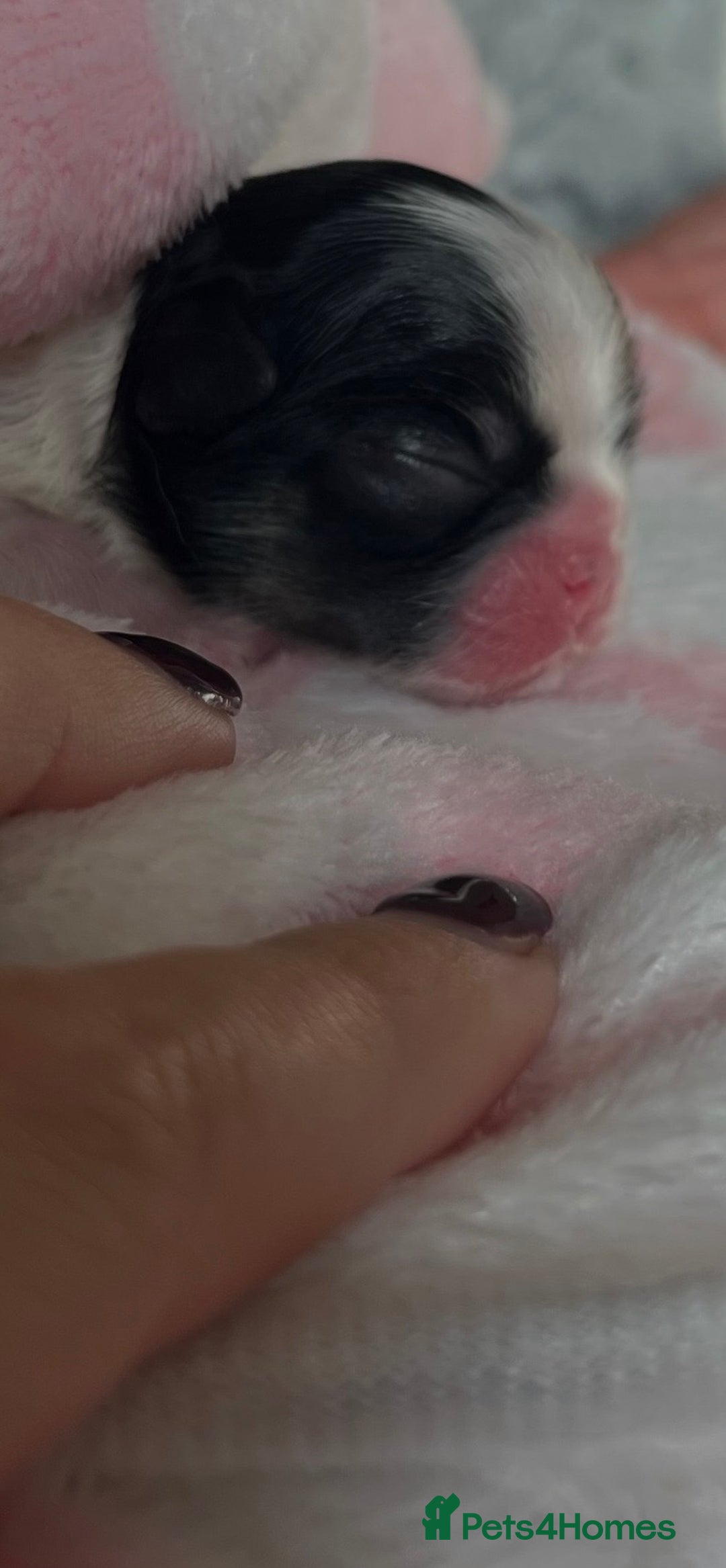 Chihuahua dogs for sale: Long Coat Chihuahua Boys Outstanding Quality ⭐️ - Advert 15