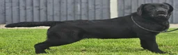 Labrador Retriever dogs for sale: 10 Month Old Labrador Female. - Advert 1