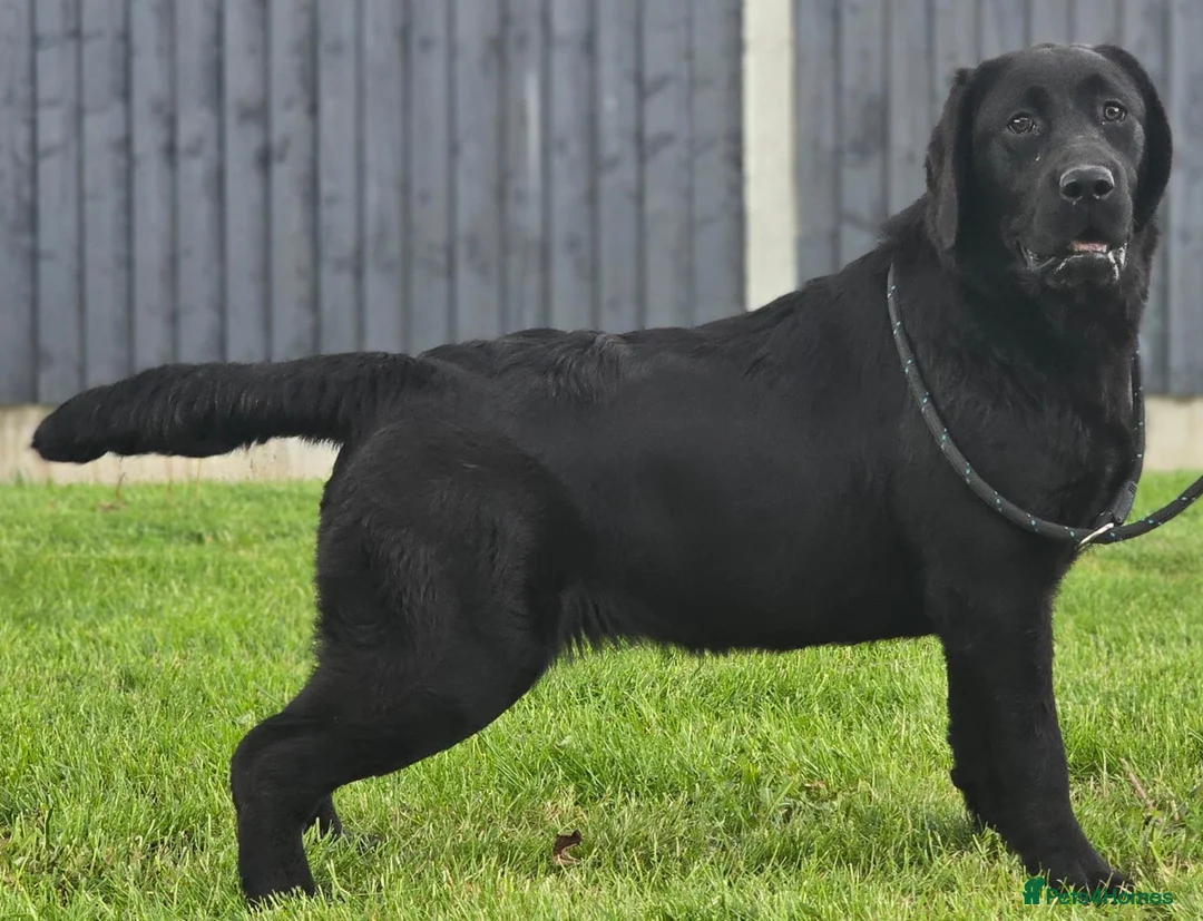 Labrador Retriever dogs for sale: 10 Month Old Labrador Female. - Advert 1