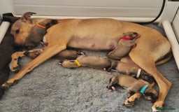 Mixed Breed dogs for sale: Lurcher x Staff - Image 2