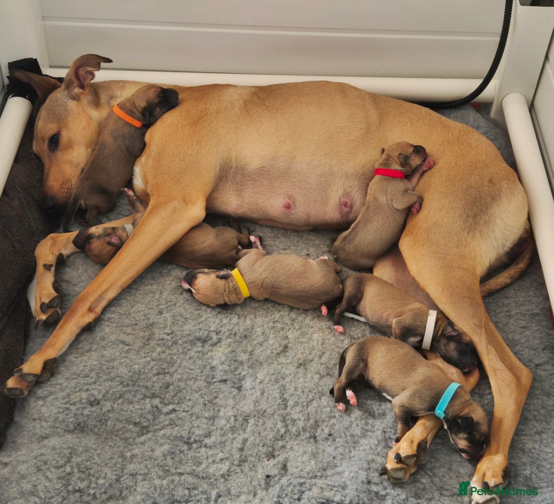 Mixed Breed dogs for sale: Lurcher x Staff - Image 2