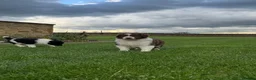 Border Collie dogs for sale: Gorgeous Litter of border collie puppy’s  - Advert 23
