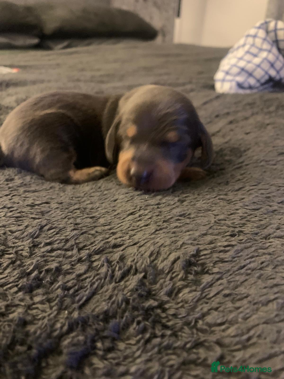 Dachshund dogs Dachshund Puppies(Loverly Colours) - Advert 2