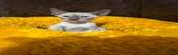 Siamese cats for sale: 6 stunning Siamese kittens available  - Advert 9