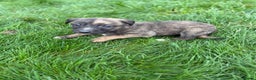 Lurcher dogs for sale: Lurcher Pups - 4 x boys - Advert 9