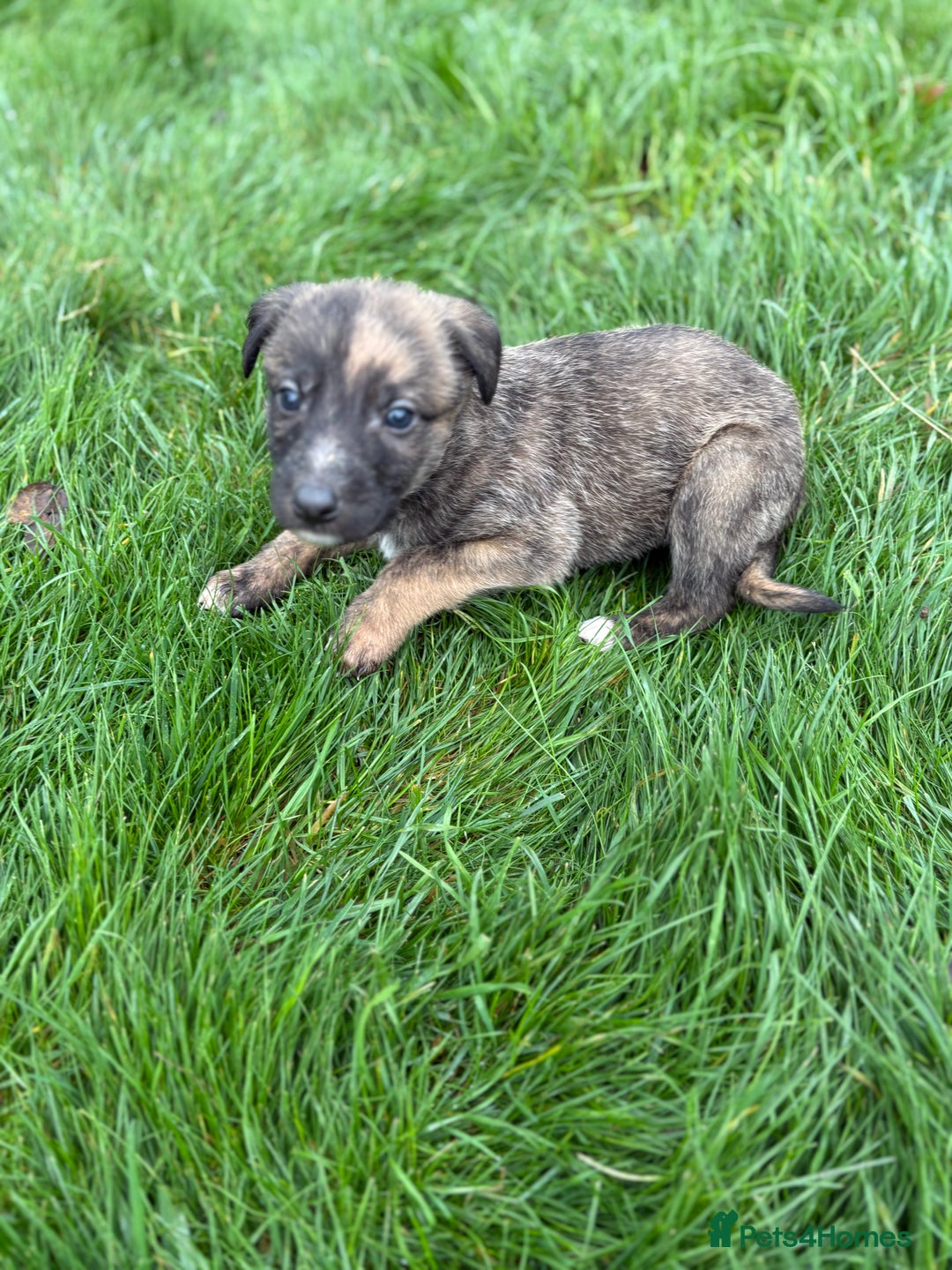Lurcher dogs for sale: Lurcher Pups - 4 x boys - Advert 9