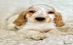 Cocker Spaniel dogs for sale: Golden Roan Full Health Tests Showline KC Reg Pups - Image 4