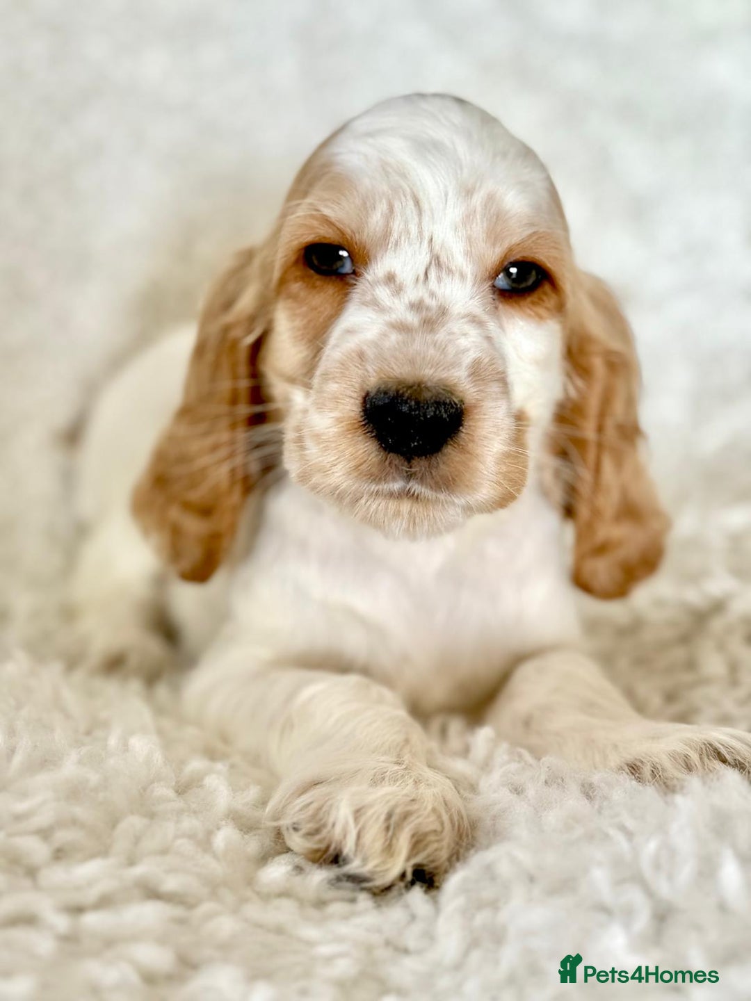 Cocker Spaniel dogs for sale: Golden Roan Full Health Tests Showline KC Reg Pups - Image 4