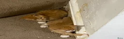 Domestic Shorthair cats for sale: Two Male Ginger Kittens  - Advert 2