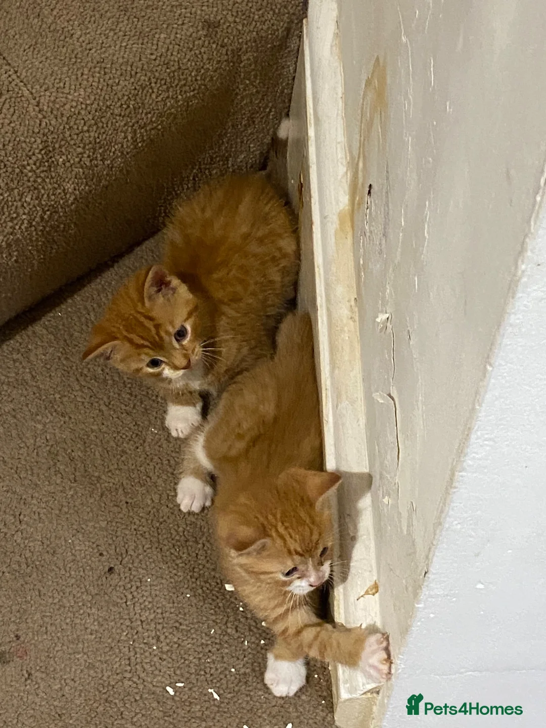 Domestic Shorthair cats for sale: Two Male Ginger Kittens  - Advert 2