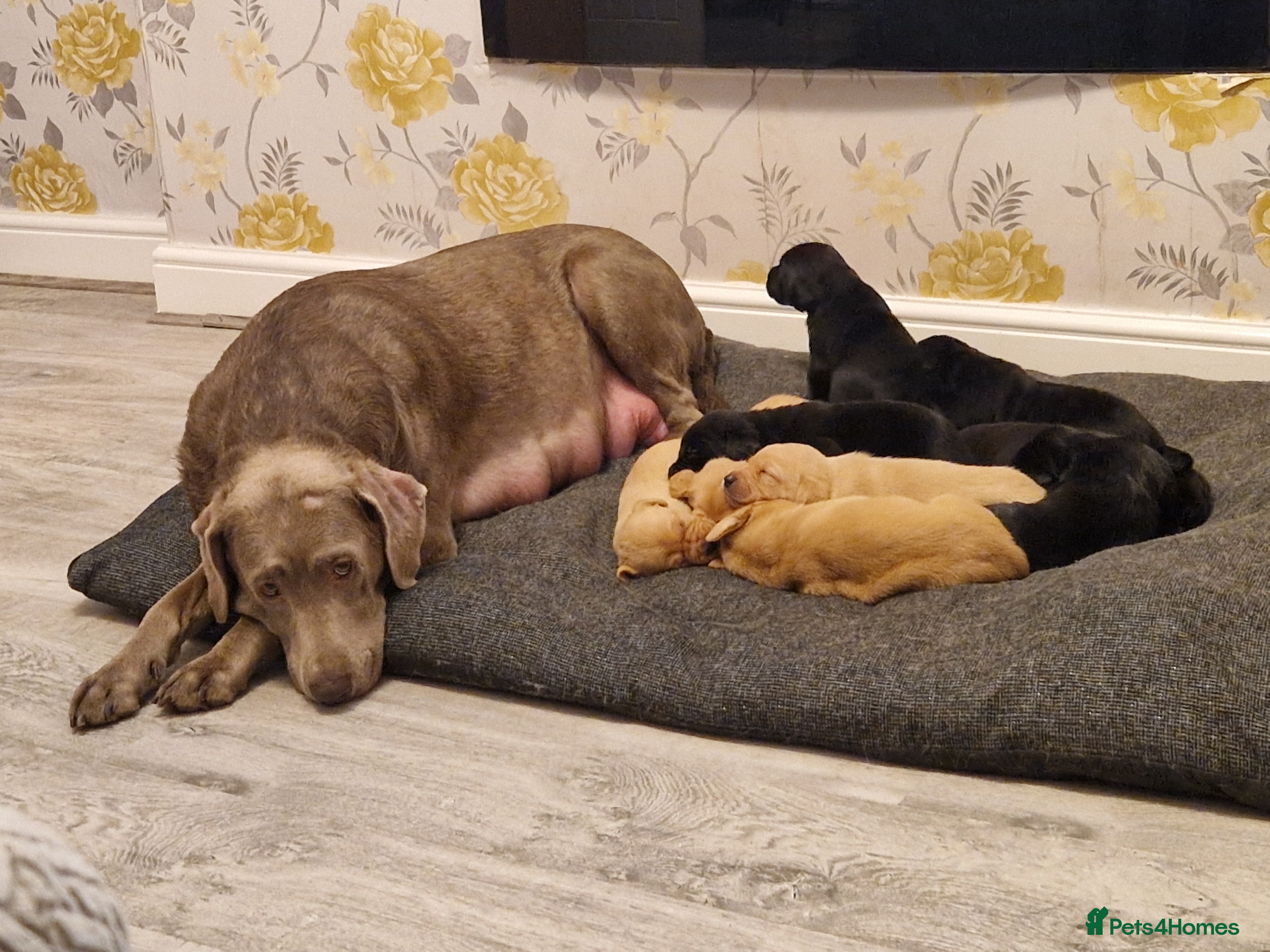 Labrador Retriever dogs Labrador puppies  - Advert 14