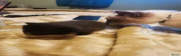 Mixed Breed cats for sale: Black adorable kittens in Brough - Advert 6