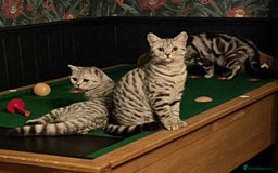 British Shorthair cats for sale: GCCF British Shorthair Silver Tabby Kittens - Image 5