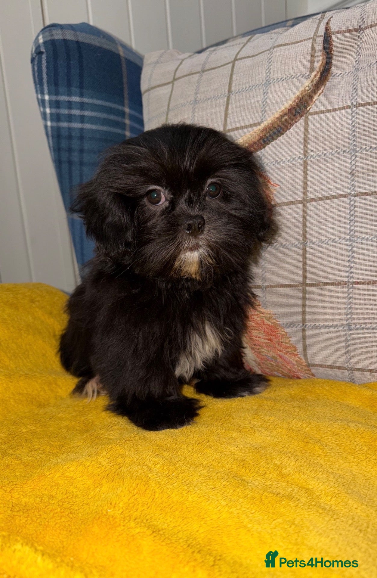 Shih Tzu dogs 💖💙Stunning Black Shih Tzu Puppies💙💖 - Advert 1