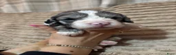 Mixed Breed dogs for sale: Sproodle - Advert 11