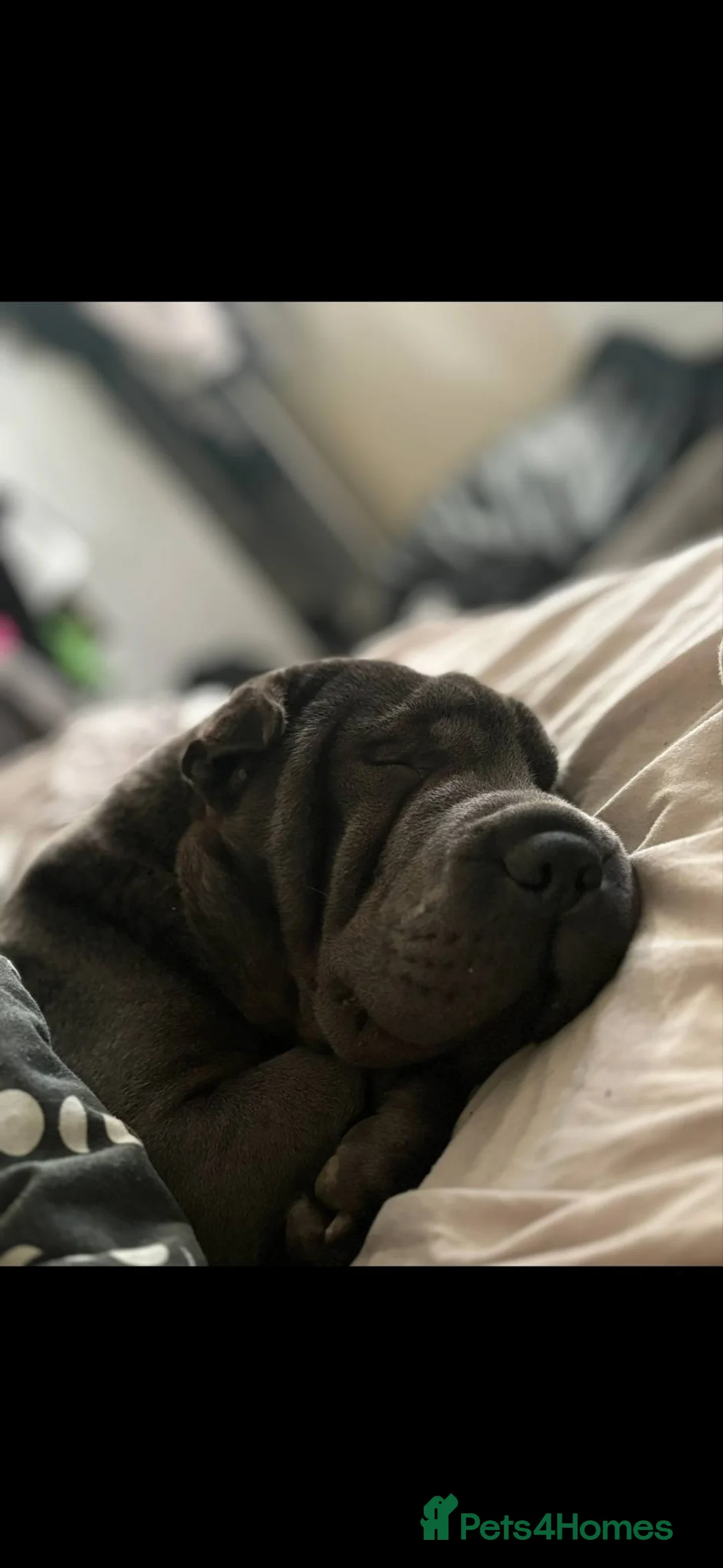 Shar Pei dogs for sale: 5 year old female Shar Pei  - Advert 4
