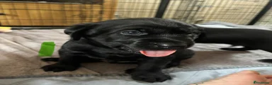 Labrador Retriever Puppy 1