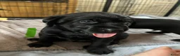 Labrador Retriever dogs for sale: Labrador puppies  - Advert 22