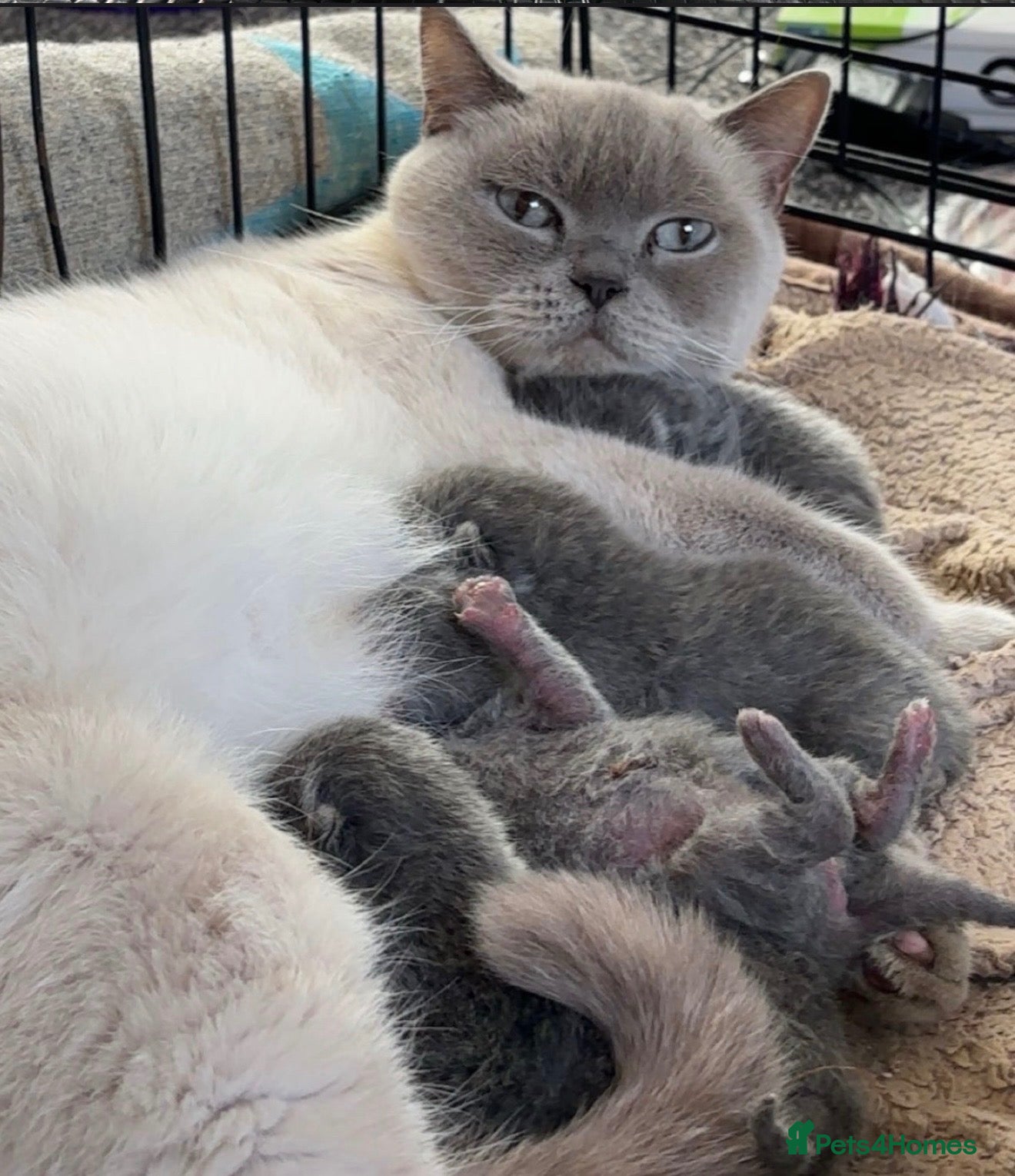 British Shorthair cats for sale: Stunning BSH male and female kittens.. READY NOW!  - Advert 2