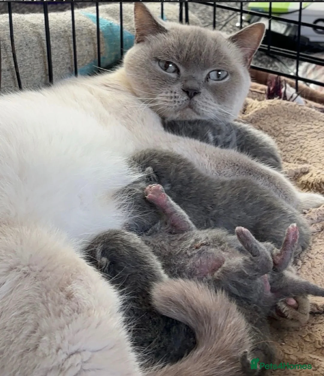 British Shorthair cats for sale: Stunning BSH male and female kittens.. READY NOW!  - Advert 1