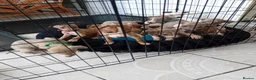Whippet dogs for sale: Stunning Whippet Puppies for sale in Chesterfield - Advert 13