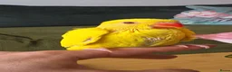 Ringnecks birds for sale: Beautiful ringneck for sale - Advert 6