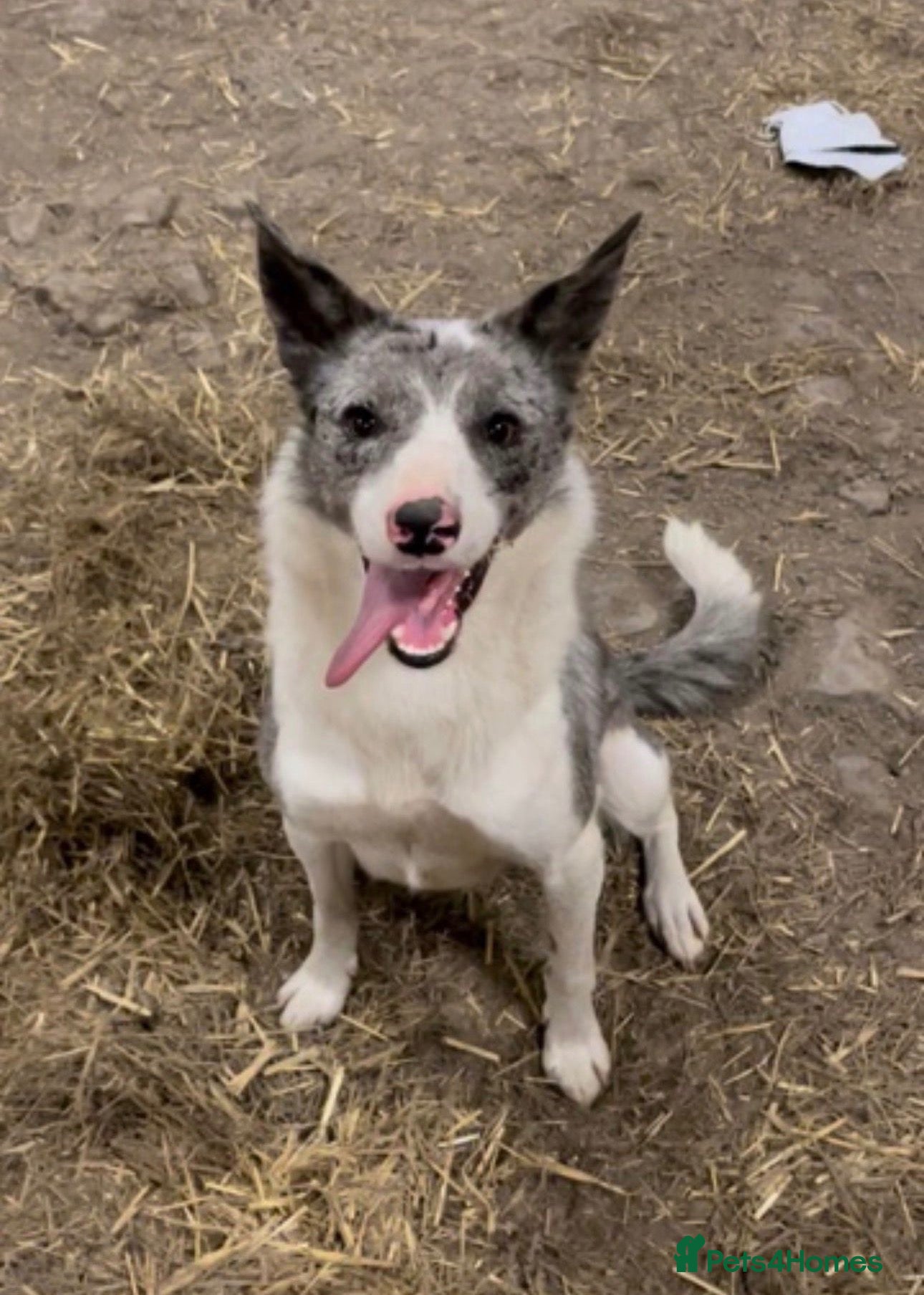 Welsh Collie dogs Gorgeous Blue Merle Girl Looking For Forever Home  - Advert 2