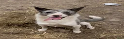 Welsh Collie dogs for sale: Gorgeous Blue Merle Girl Looking For Forever Home  in Swansea - Advert 1