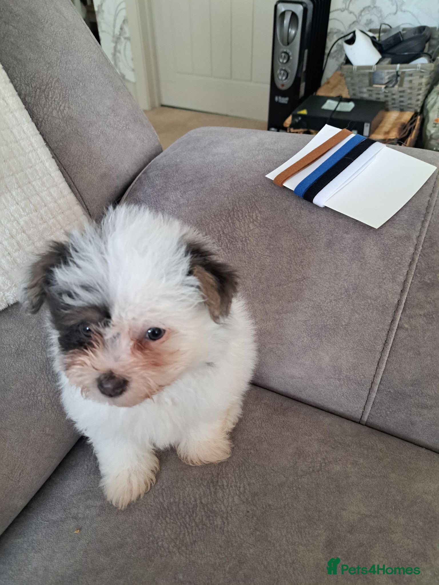 Mixed Breed dogs BEAUTIFUL POMCHON PUPS  FOR SALE - Advert 2